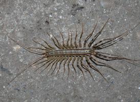 House Centipede House Centipede